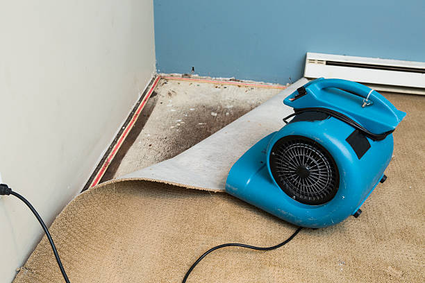 Best Water damage cleanup near me  in Parsons, WV